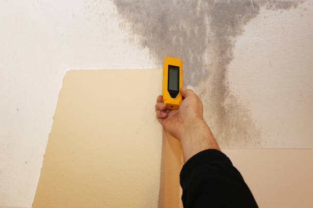Best Mold Documentation for Insurance Claims  in Elwood, UT