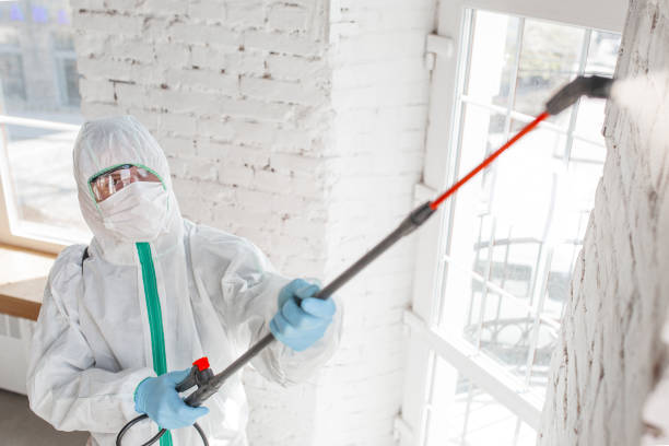 Best Mold Damage Restoration  in Elwood, UT