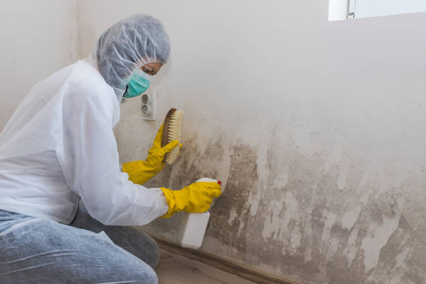 Best Dehumidification Services  in Elwood, UT