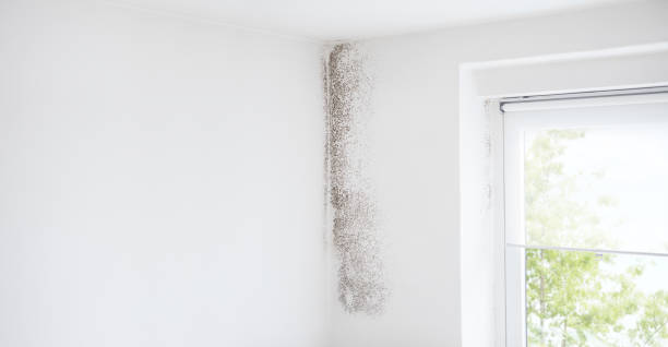Best Black Mold Removal  in Elwood, UT