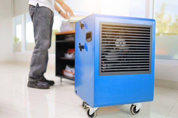 Best Basement Mold Removal  in Elwood, UT