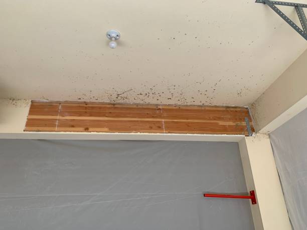  Elwood, UT Mold Removal Pros