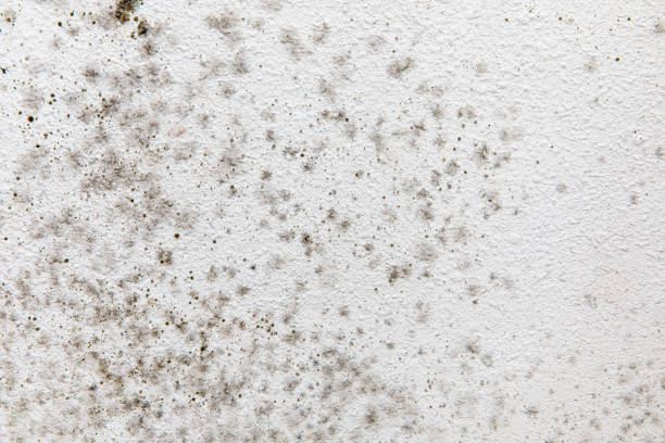 Best Dehumidification Services  in Elwood, UT