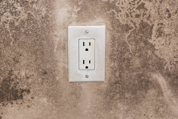 Best Attic Mold Removal  in Elwood, UT