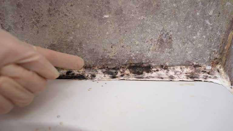 Best Forensic Mold Investigation  in Elwood, UT